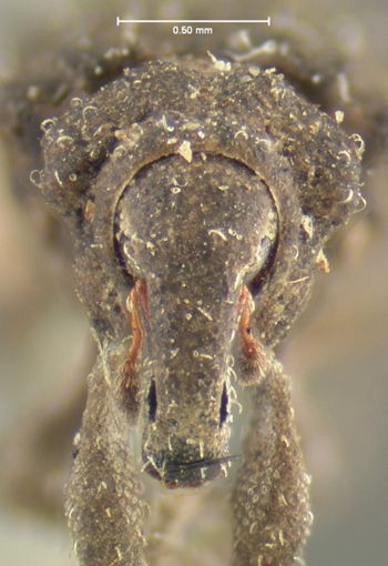 Media type: image;   Entomology 5303 Aspect: head frontal view
